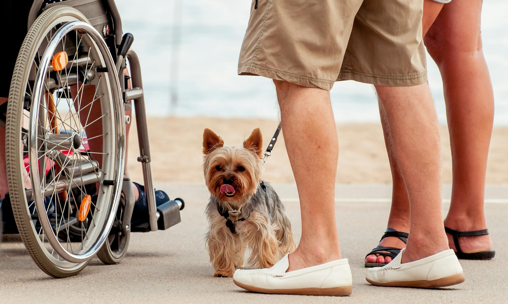 A small Yorkshire Terrier on a beach promenade with people and a wheelchair.